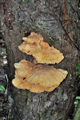 Laetiporus sulphureus