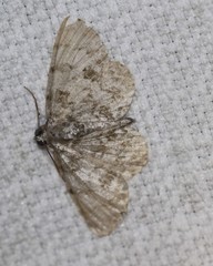 Dyscheralcis crimnodes