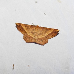 Euchlaena tigrinaria