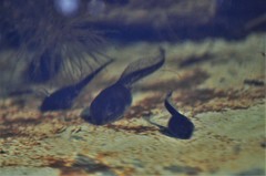 Bufotes viridis viridis