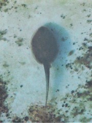 Bufotes viridis viridis