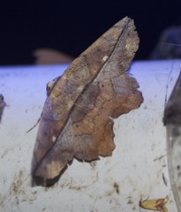 Polyacme dissimilis
