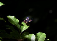 Panara soana