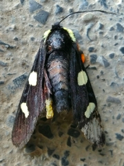 Androloma disparata