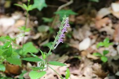 Scutellaria columnae