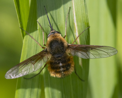 Bombylius mexicanus