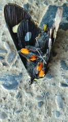 Androloma disparata