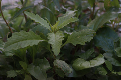 Dysphania ambrosioides