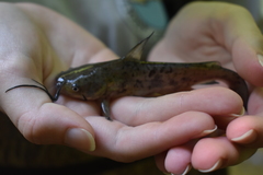 Ameiurus brunneus