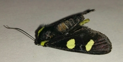 Androloma disparata
