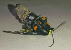 Androloma disparata