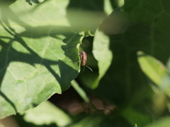 Disonycha bicarinata