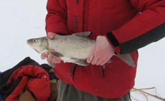 Coregonus clupeaformis