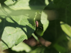 Disonycha bicarinata