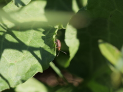 Disonycha bicarinata