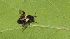 Abia fasciata