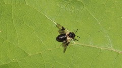 Abia fasciata
