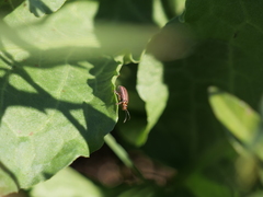 Disonycha bicarinata