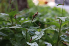 Persicaria