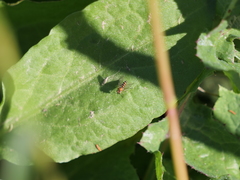 Disonycha bicarinata