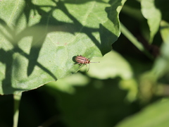 Disonycha bicarinata