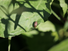 Disonycha bicarinata