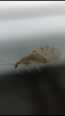 Hemerobius