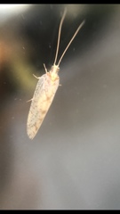 Hemerobius