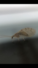 Hemerobius