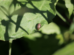 Disonycha bicarinata