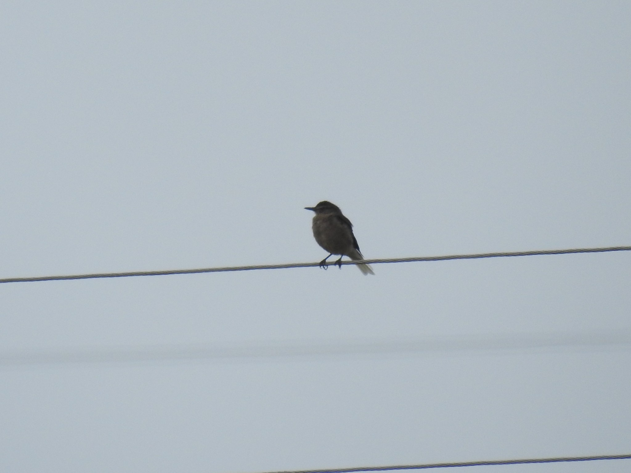 Agriornis montanus image