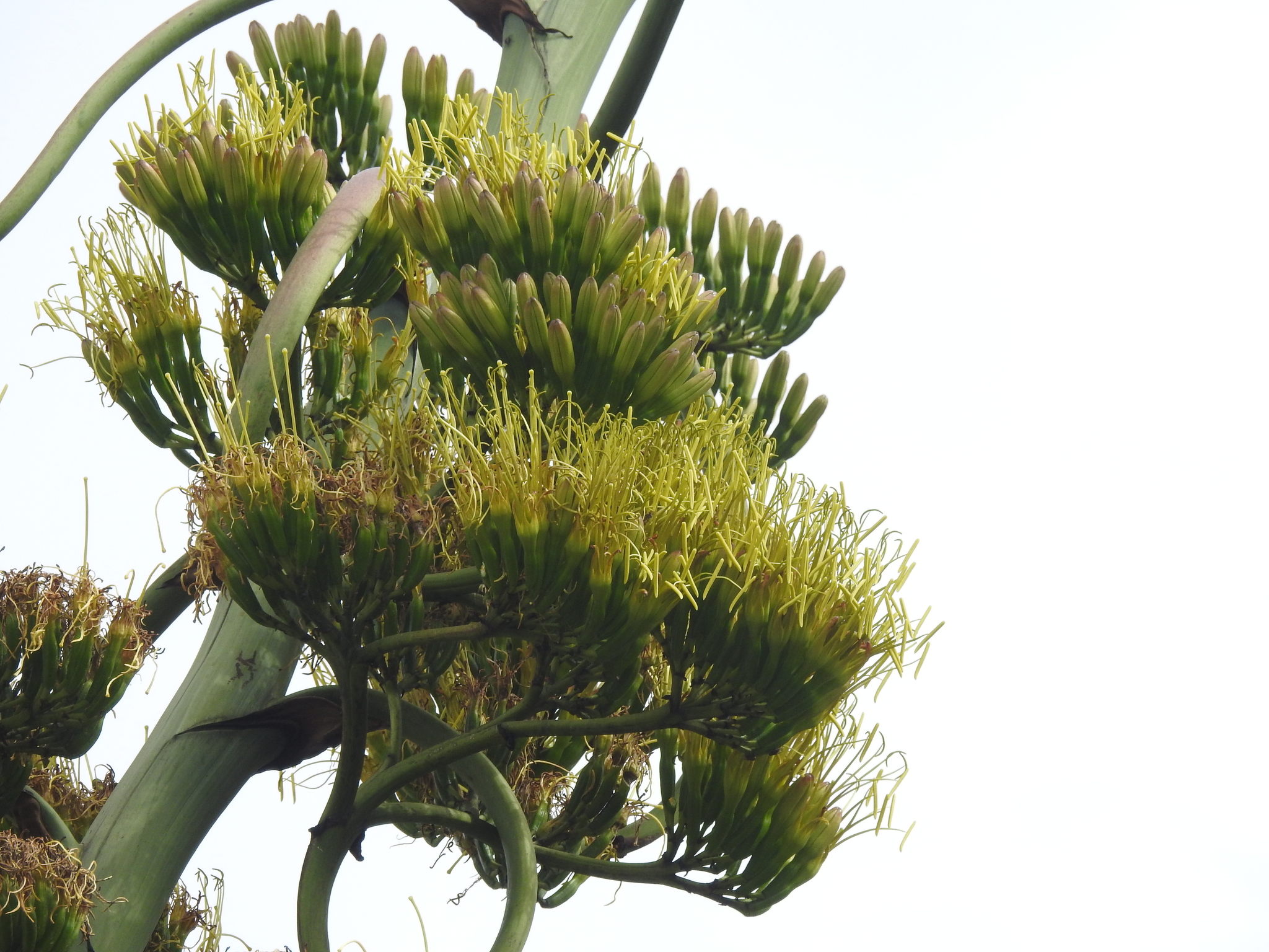Agave image