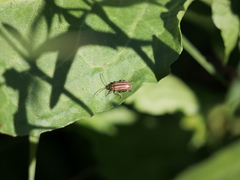 Disonycha bicarinata