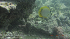 Chaetodon