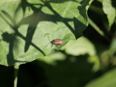 Disonycha bicarinata