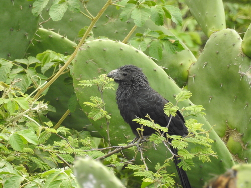 Crotophaga sulcirostris image