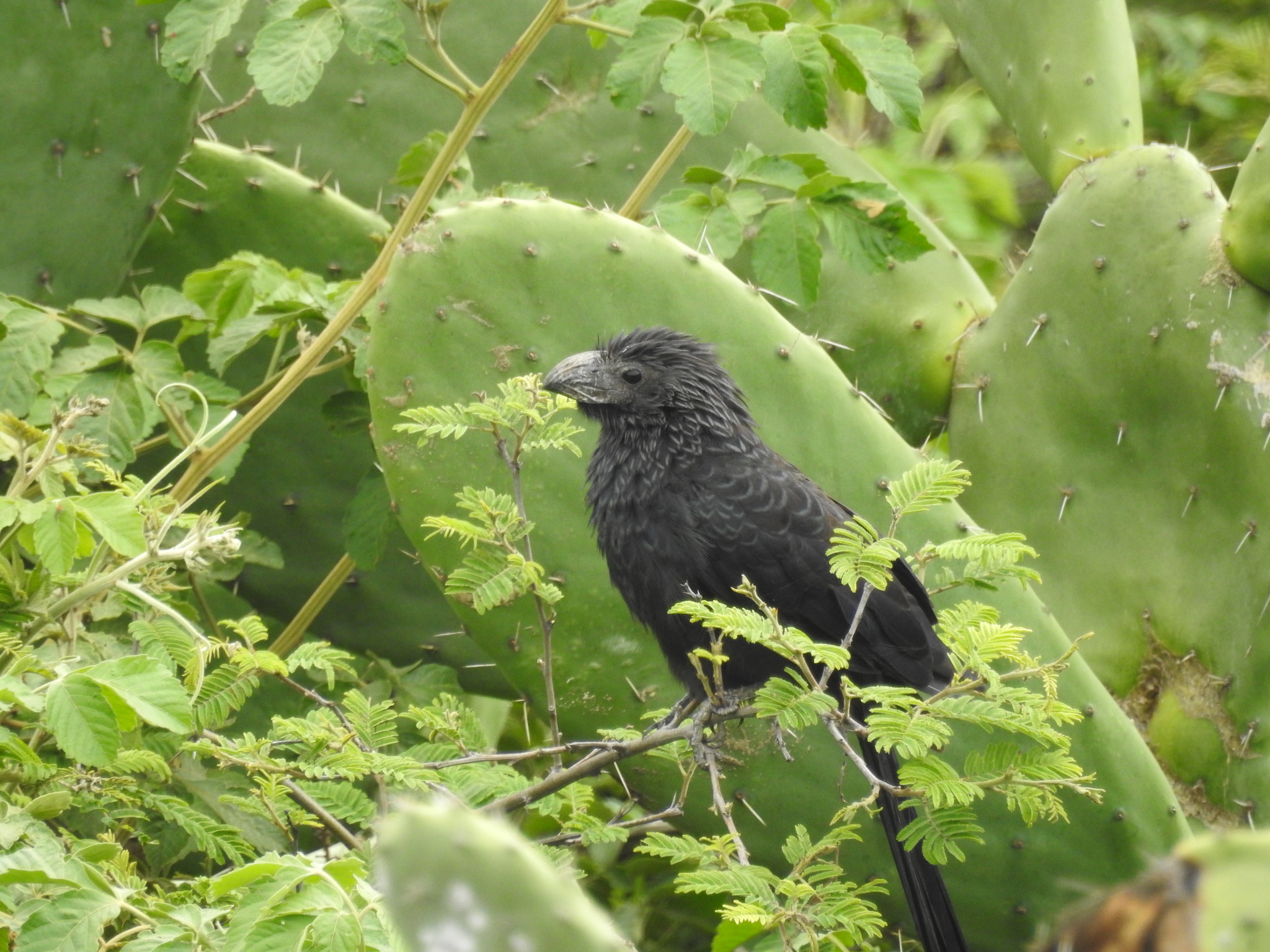 Crotophaga image