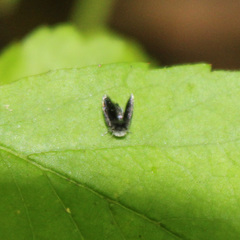 Setomima nitida