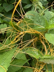 Cuscuta rostrata