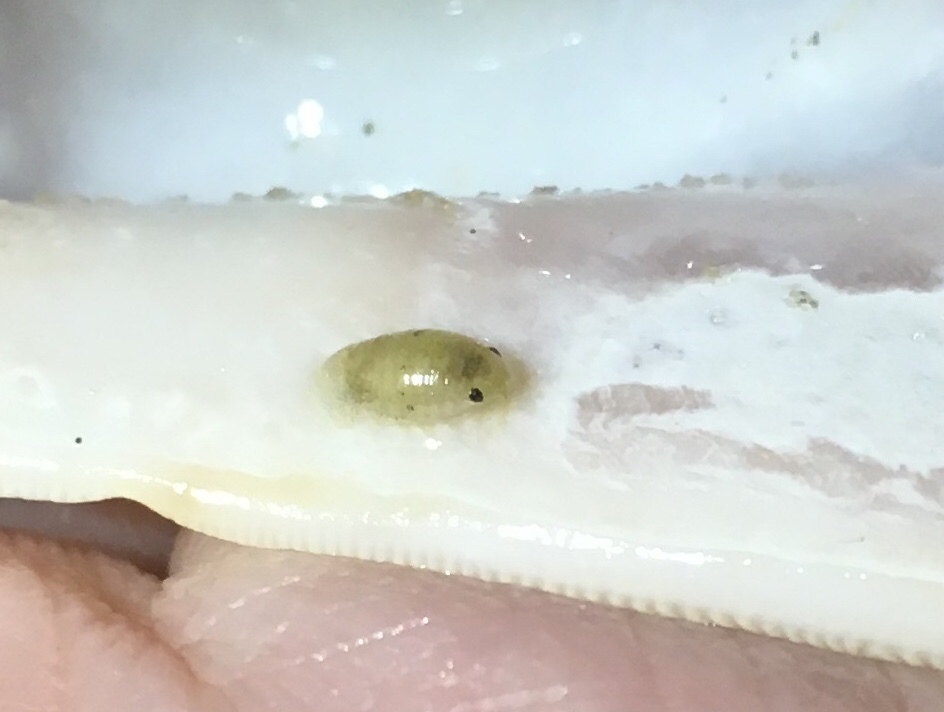 Exosphaeroma bruscai