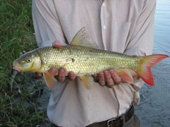 Moxostoma macrolepidotum