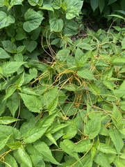 Cuscuta rostrata