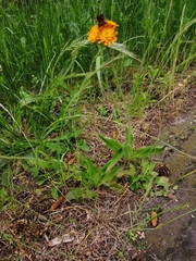Pilosella aurantiaca