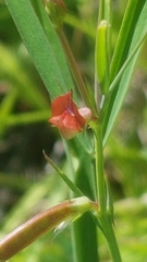 Lathyrus sphaericus