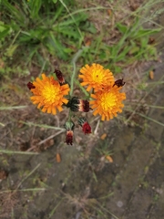 Pilosella aurantiaca