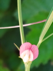 Lathyrus sphaericus