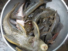 Hypostomus