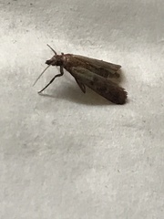 Dichomeris punctipennella