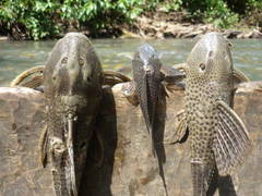 Loricariidae