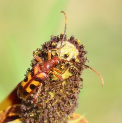 Strangalia sexnotata